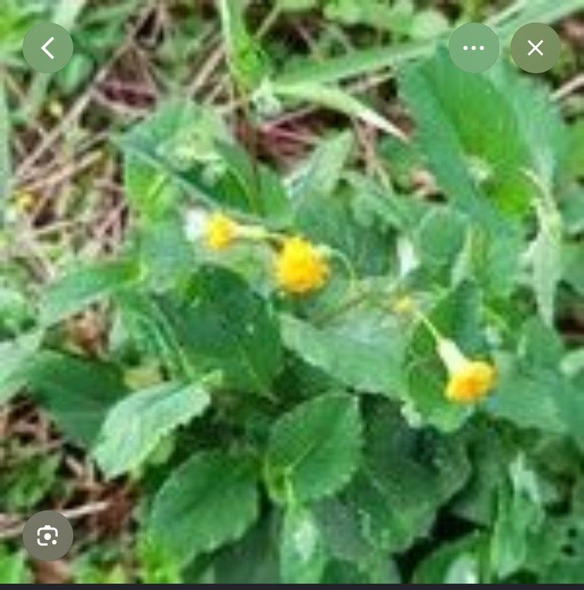 EMILLIA ( oreilles de chien ) plante sechée tout en 1 Protection , attirance , elavation , opportunité,