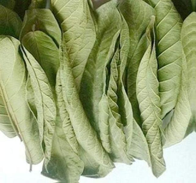 Feuilles de goyavier Sèches 50 g - Rituels -Bains