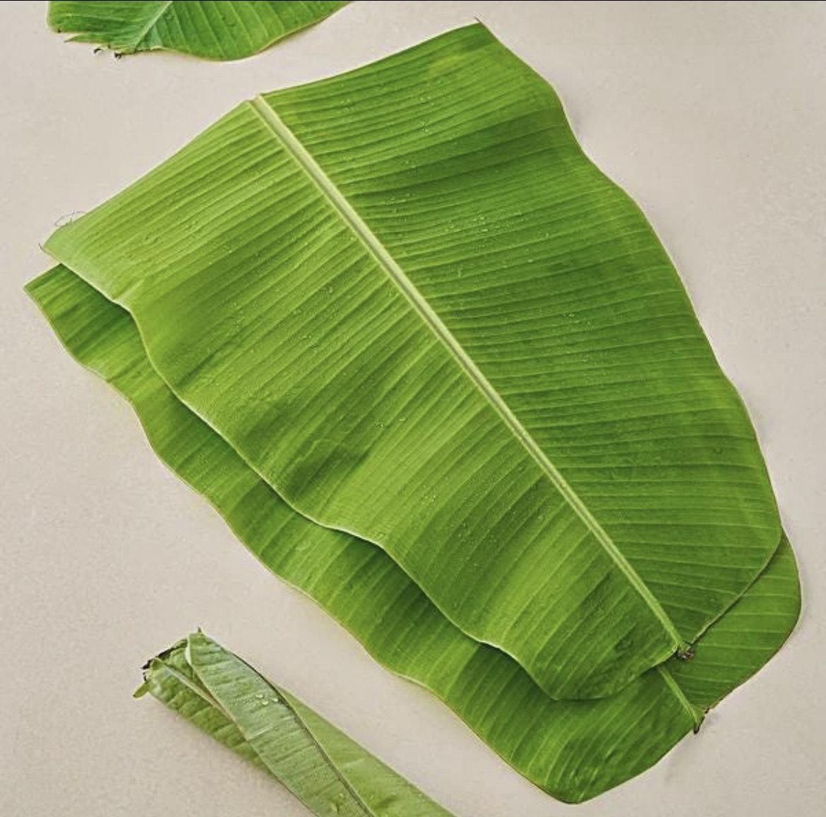 Feuilles de Sorgho Séchées 50g – Soin Naturel