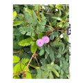 Purification Mimosa pudica - Bébé dort -Rituel- Bains -soins-meditations
