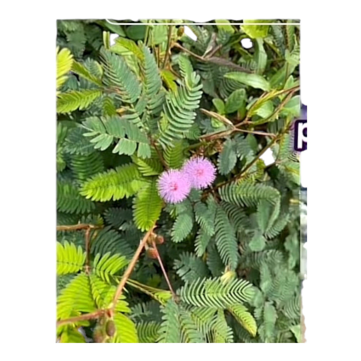Purification Mimosa pudica - Bébé dort -Rituel- Bains -soins-meditations