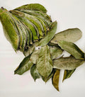 feuilles de corossol naturelles, séchées-GRAVIOLA-COROSSOL