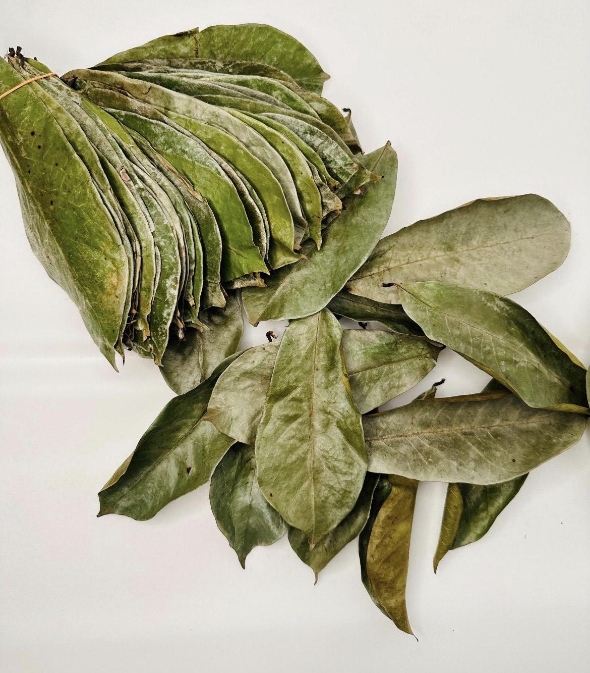 feuilles de corossol naturelles, séchées-GRAVIOLA-COROSSOL