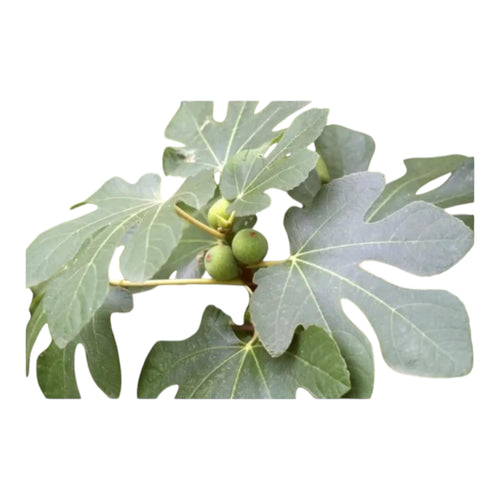 50 g de Feuilles sèches de Figuier - soins personnels