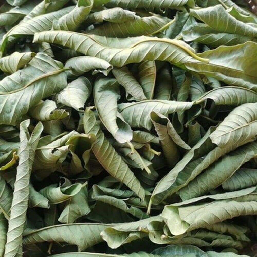Feuilles de goyavier Sèches 50 g - Rituels -Bains