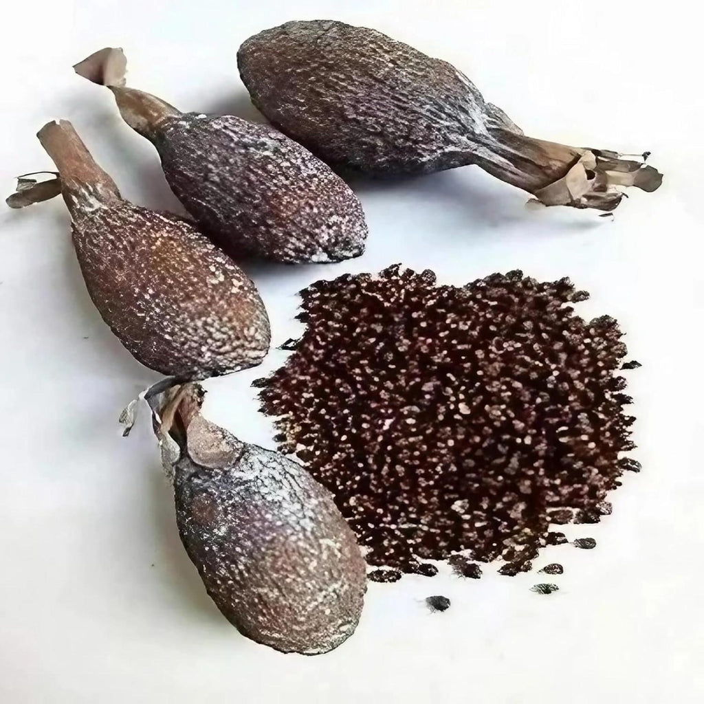 Maniguette entière, Gousse de piment de Guinée, (graines de paradis) piment alligator ou poivre alligator-- piment de guinée