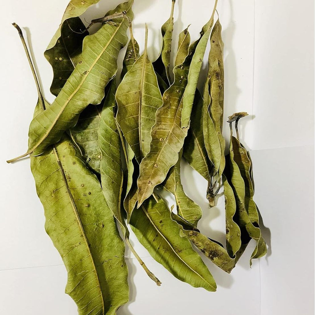 Feuilles de manguier séchées – – 50 Grammes