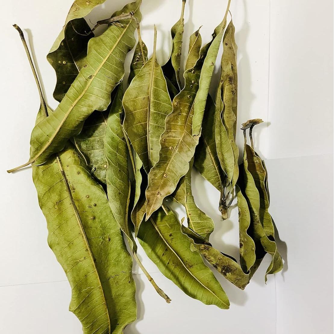 Feuilles de manguier séchées – – 50 Grammes