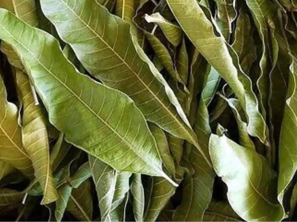 Feuilles de manguier séchées – – 50 Grammes