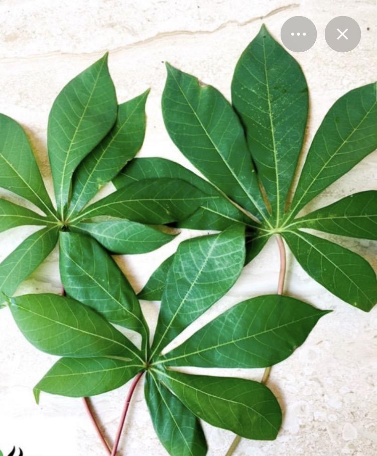 soins Sérénité Manioc-Feuilles de Manioc Séchées / Rituel § Bain de Sérénité 50G