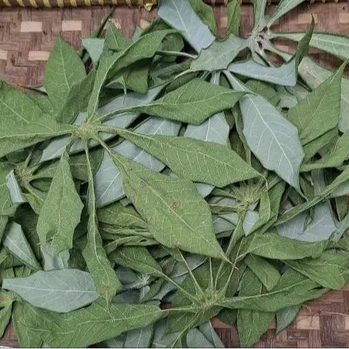 soins Sérénité Manioc-Feuilles de Manioc Séchées / Rituel § Bain de Sérénité 50G