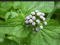 Soin de nettoyage énergétique-ROI DES HERBES -Ageratum conyzoides 50 G